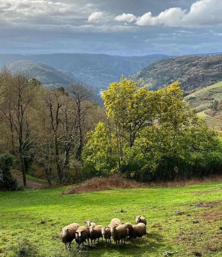 Casa Das Xacias Ribeira Sacra A Airoa  Eksteriør billede